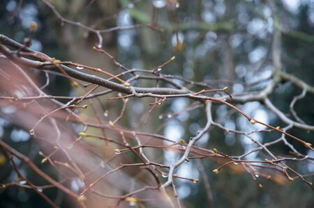 Close up of tree branches with spring buds and drops of rain