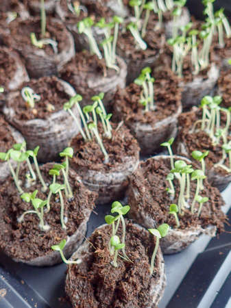 Seedlings growing in a trayの写真素材