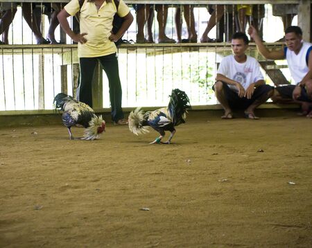 Cockfight in Philippines on Palawan Islandのeditorial素材