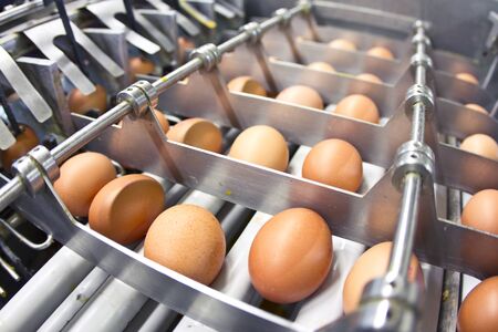 Egg farm - industrial packagingの写真素材