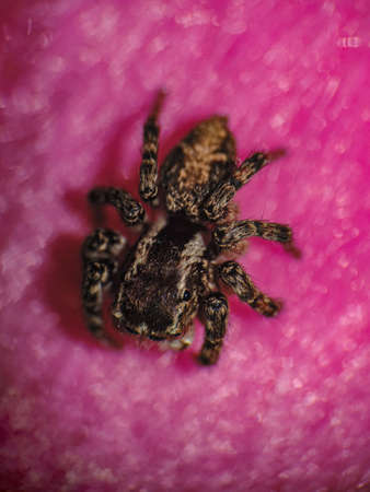 Macro photography of a Salticidae Spider on pink blured background