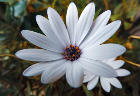 Macro photography of african daisy Osteospermumの写真素材