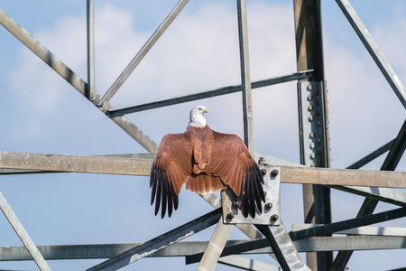 A captive Bald Eagle at an educational wildlife park keeps an eye on visitors.の写真素材