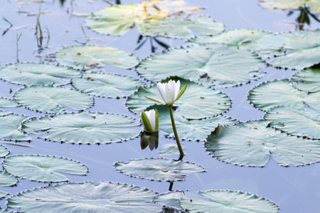 Beautiful rich colors of a waterlily on the waterの写真素材