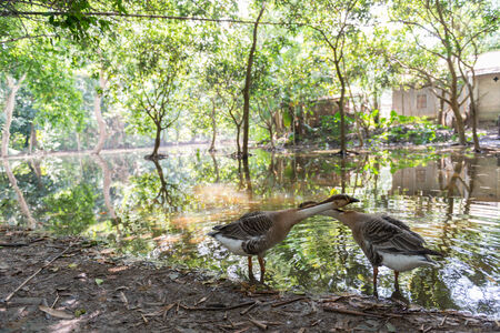 White duck splashind water, copy spaceの写真素材
