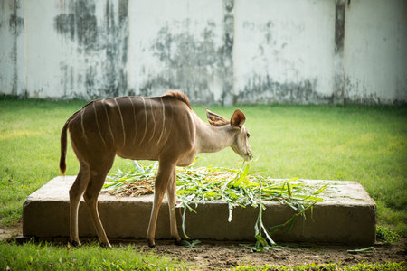 Stag eating peacefully some grass in the Glen.の写真素材