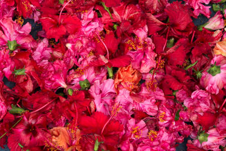 Red hibiscus flower and foliage over bright backgroundの写真素材