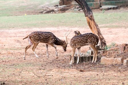 Whitetail Deer Buck standing in a woods of mirpur national zooの写真素材