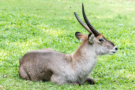 Large elk with antlers standing at mirpur zoo, bangladeshの写真素材