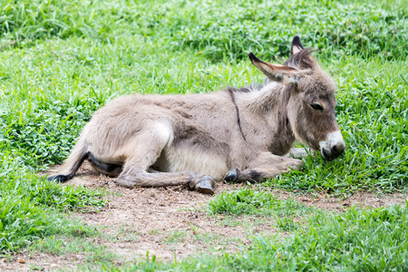 Young donkey early autumn morning in the park.の写真素材