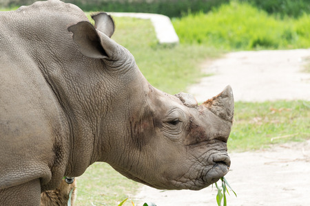 big Rhinoceros in the Dhaka national zoo,bangladeshの写真素材