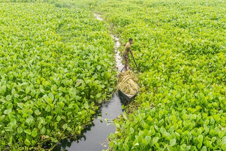 Munshigonj, Bangladesh - July 29, 2016: Bangladeshi farmer sitting on a boat, picking water lily  in munshigonj, bangladesh on July 29, 2016のeditorial素材