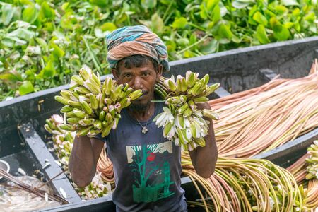 Munshigonj, Bangladesh - July 29, 2016: Bangladeshi farmer sitting on a boat, picking water lily  in munshigonj, bangladesh on July 29, 2016のeditorial素材