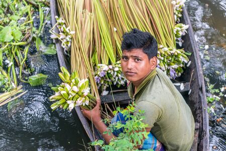 Munshigonj, Bangladesh - July 29, 2016: Bangladeshi farmer sitting on a boat, picking water lily  in munshigonj, bangladesh on July 29, 2016のeditorial素材