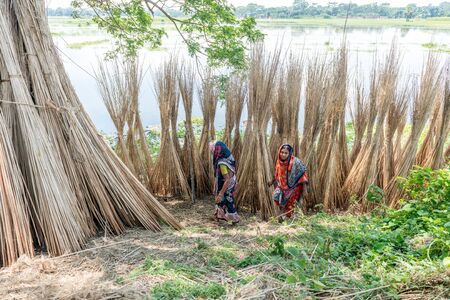 Dhaka, Bangladesh - AUG 27, 2016 : Unidentified people are processing jute on August 27, 2016 in Dhaka, Bangladeshのeditorial素材
