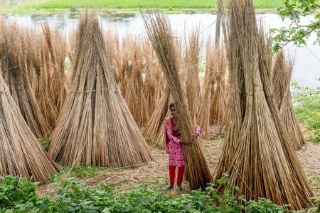 Dhaka, Bangladesh - AUG 27, 2016 : Unidentified people are processing jute on August 27, 2016 in Dhaka, Bangladeshのeditorial素材