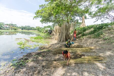 Dhaka, Bangladesh - AUG 26, 2016 : Unidentified people are processing jute on August 26, 2016 in Dhaka, Bangladeshのeditorial素材