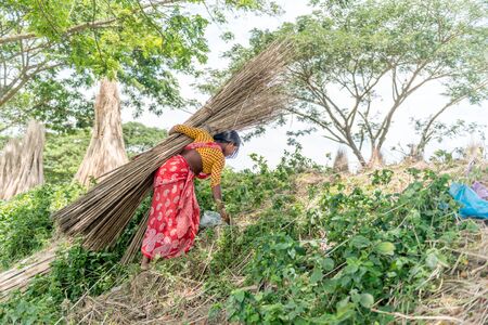 Dhaka, Bangladesh - AUG 27, 2016 : Unidentified people are processing jute on August 27, 2016 in Dhaka, Bangladeshのeditorial素材