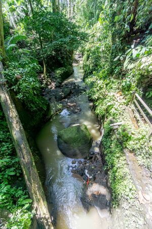 trees are in Ubud Monkey Forest at bali, indonesiaの写真素材