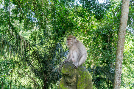 monkey are sitting in the monkey forest at Ubud, Baliの写真素材