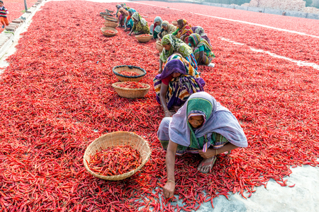 Bogra, Bangladesh - February 17, 2017: Women are working to dry the red chillies in the sariakandi, Bogra.のeditorial素材
