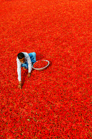 Bogra, Bangladesh - February 17, 2017: Women are working to dry the red chillies in the sariakandi, Bogra.のeditorial素材