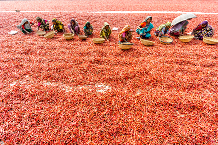Bogra, Bangladesh - February 17, 2017: Women are working to dry the red chillies in the sariakandi, Bogra.のeditorial素材