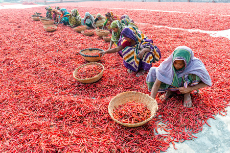 Bogra, Bangladesh - February 17, 2017: Women are working to dry the red chillies in the sariakandi, Bogra.のeditorial素材
