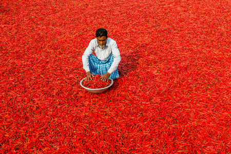 Bogra, Bangladesh - February 17, 2017: Women are working to dry the red chillies in the sariakandi, Bogra.の写真素材