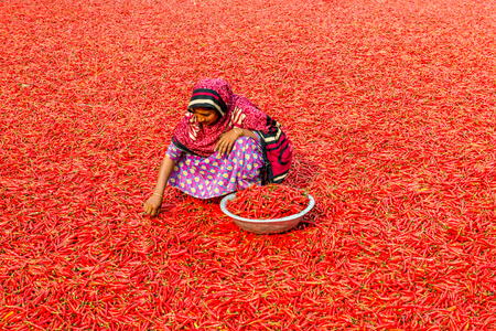 Bogra, Bangladesh - February 17, 2017: Women are working to dry the red chillies in the sariakandi, Bogra.のeditorial素材