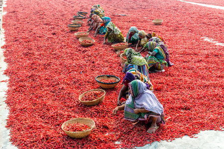 Bogra, Bangladesh - February 17, 2017: Women are working to dry the red chillies in the sariakandi, Bogra.のeditorial素材