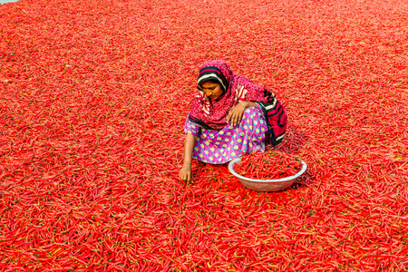 Bogra, Bangladesh - February 17, 2017: Women are working to dry the red chillies in the sariakandi, Bogra.のeditorial素材