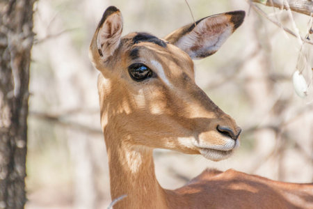 Impala Rooibok close up side big eyeの写真素材