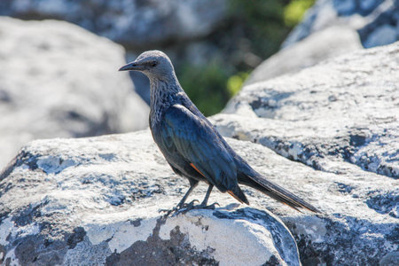 Red-Winged Starling perched on a rock - Table Mountain, Western Cape, South Africaの写真素材