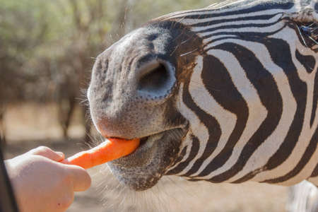 Zebra bites bright orange carrot given to him by handの写真素材