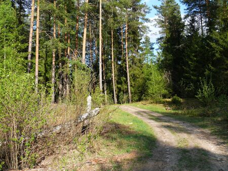 dirt road in summer forestの写真素材