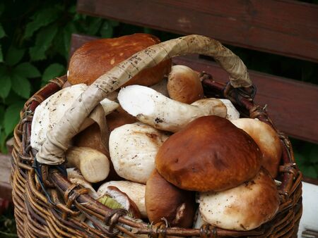 Many mushrooms in the basket.の写真素材