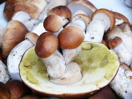 the composition of porcini mushrooms.の写真素材