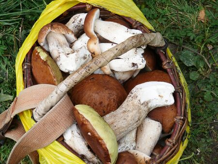 Many mushrooms in the basket.の写真素材