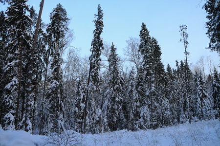 The trees in the forest covered with snow.の写真素材