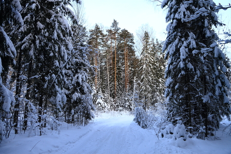 The trees in the forest covered with snow.の写真素材
