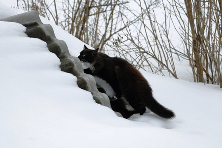 Black and white cat hunting in the snow.の写真素材