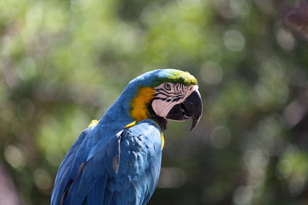 Colorful parrot cockatoo closeup in Sunny day.の写真素材