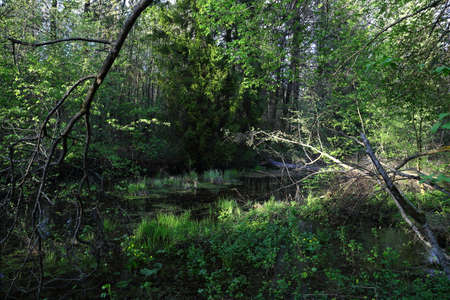 A small forest lake with blue sky in Sunny day.