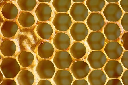 the geometric structure of a honeycomb in the frame.の写真素材