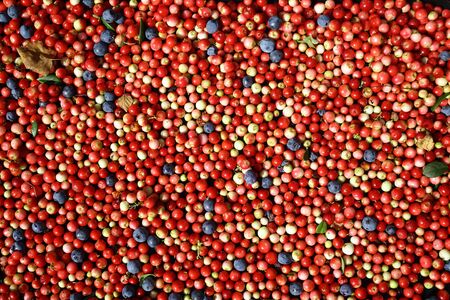 Berries cranberries and blueberries top view. Natural light