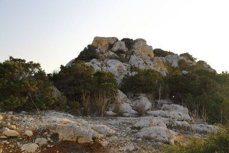 the flora and fauna of the Mediterranean coast.の写真素材