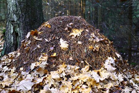Ant nest in forest with fallen leaves.