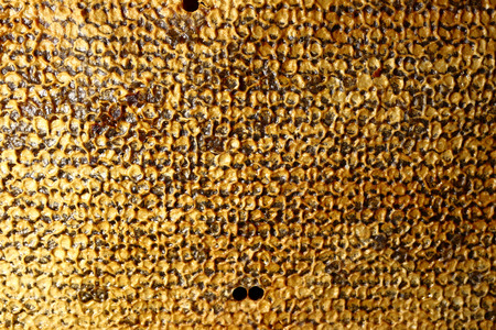 Sweet fresh honey in the sealed comb frame.の写真素材