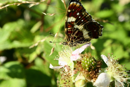 The butterfly collects nectar on the garden BlackBerry. Close up.の写真素材